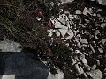 DSCN8860