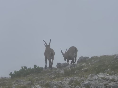 Turska gora 22