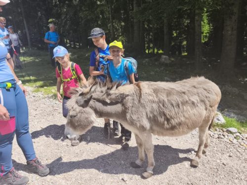 Tolsta Kosuta 19